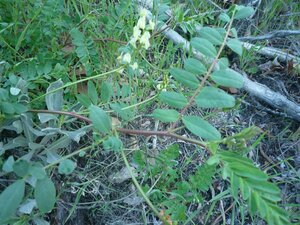 Astragalus sp. Leaf